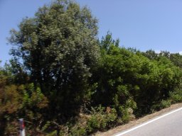 P7050005