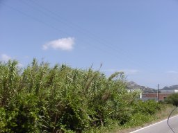 P7050006