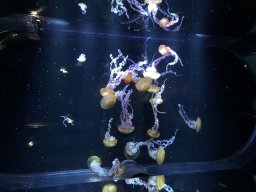 Aquarium 2019
