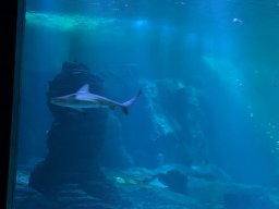 img_1165