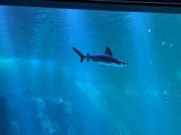 img_1167